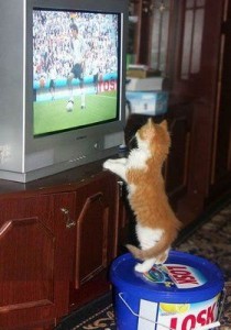 cat-likes-football Cat enjoys the match